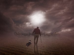 shepherd walking towards his sheep with his sheepdog in the mist